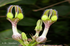 Ceropegia vincifolia